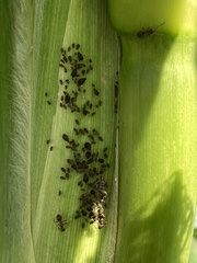 Aphis fabae