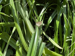 Junonia almana almana