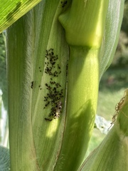 Aphis fabae