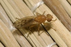 Opomyza florum