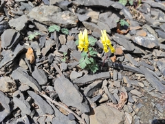 Corydalis gorodkovii