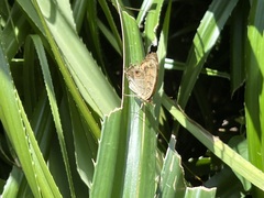 Junonia almana almana