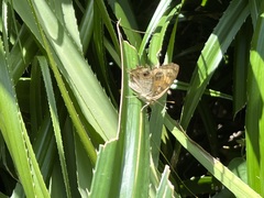 Junonia almana almana