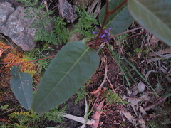 Hardenbergia violacea