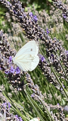 Pieris napi