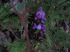 Hardenbergia violacea