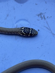 Hierophis viridiflavus
