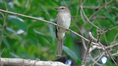 Cnemotriccus fuscatus