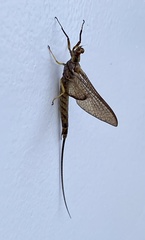 Hexagenia bilineata