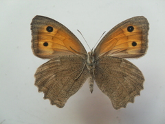 Hyponephele lupinus