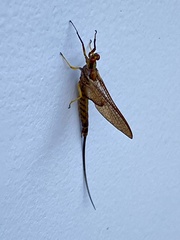 Hexagenia bilineata