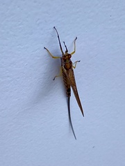Hexagenia bilineata
