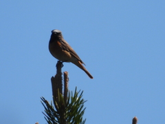 Phoenicurus phoenicurus