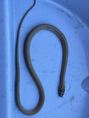 Hierophis viridiflavus