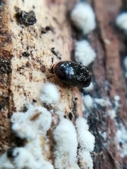 Corylophidae