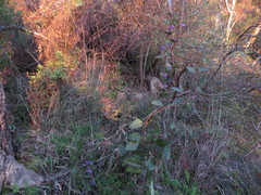 Hardenbergia violacea