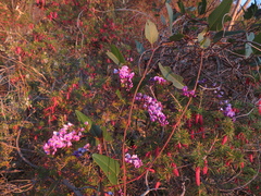 Hardenbergia violacea
