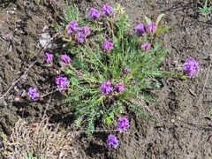 Oxytropis
