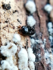 Corylophidae