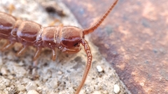 Lithobius