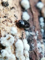 Corylophidae