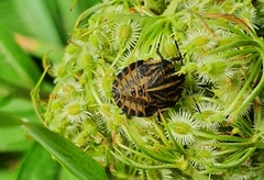 Graphosoma italicum