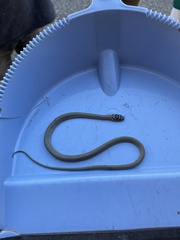 Hierophis viridiflavus