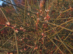 Hakea rostrata