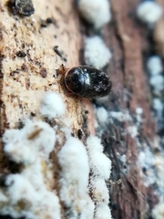 Corylophidae