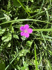 Geranium thunbergii