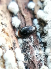 Corylophidae