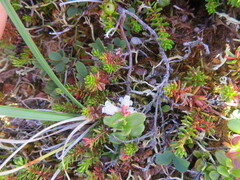 Vaccinium vitis-idaea