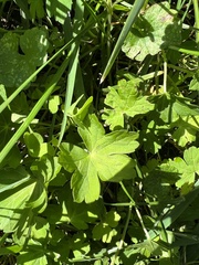 Geranium thunbergii