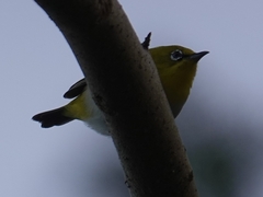 Zosterops palpebrosus