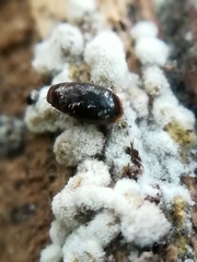 Corylophidae