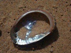 Haliotis coccoradiata