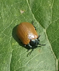 Chrysomela populi