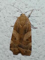 Noctua fimbriata