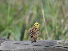 Emberiza citrinella
