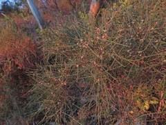 Hakea rostrata