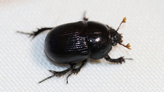 Geotrupes balyi