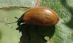 Chrysomela populi