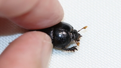 Geotrupes balyi