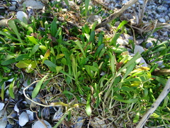 Selliera radicans
