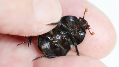 Geotrupes balyi