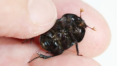 Geotrupes balyi
