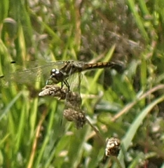 Sympetrum danae