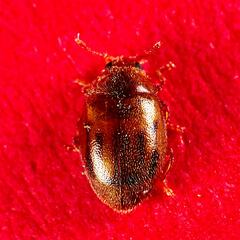 Rhyzobius chrysomeloides