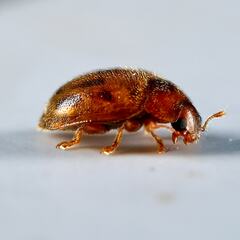 Rhyzobius chrysomeloides