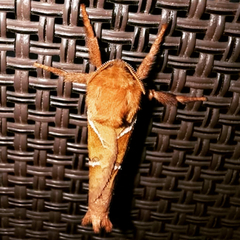 Triodia sylvina